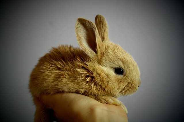 cute-bunny-palm-hand