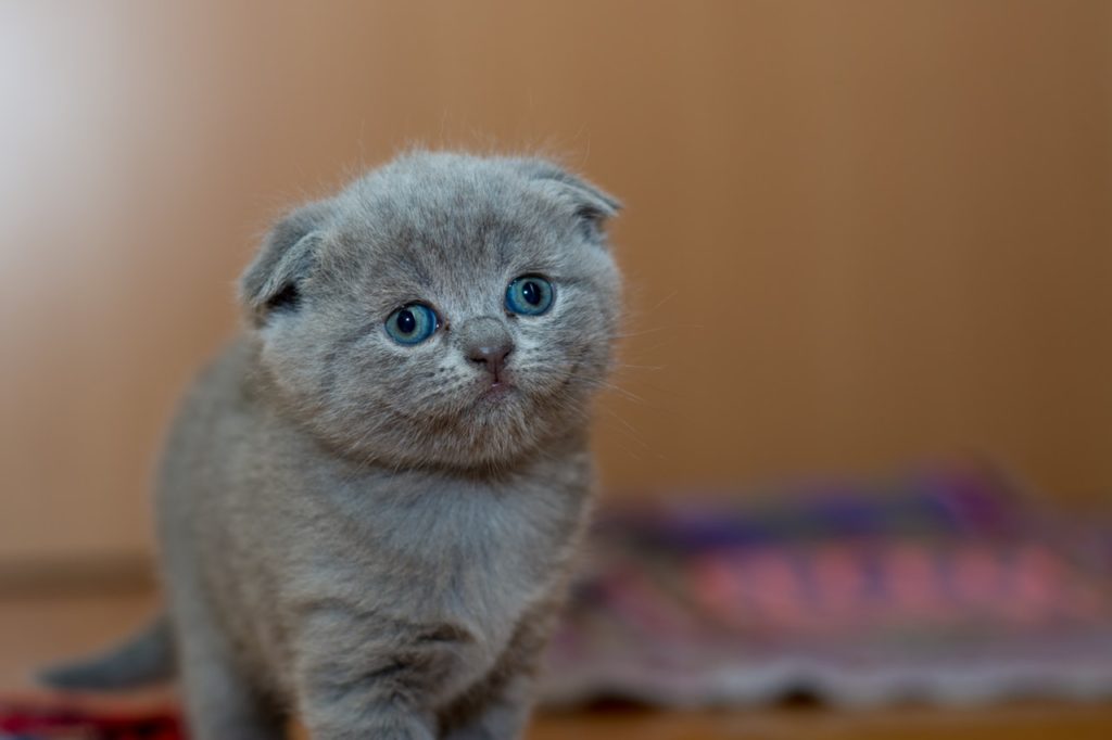 Cute gray kitty furball adorable