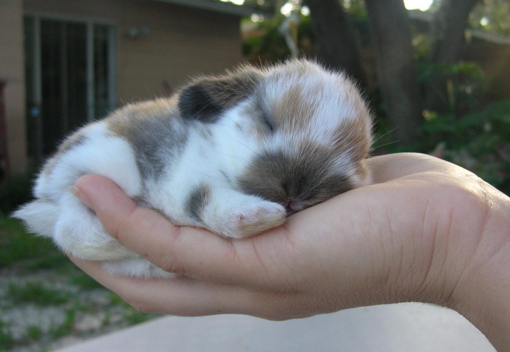 Adorable Bunny Sleeping